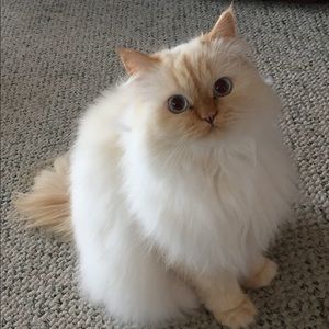 Meet your Posher, Jackie